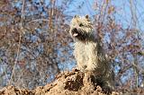 CAIRN TERRIER 335